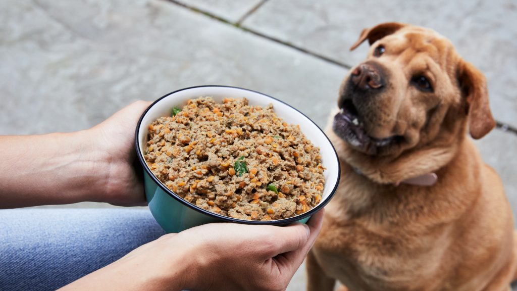 Cách trộn cơm cho chó đơn giản - dễ làm ngay tại nhà