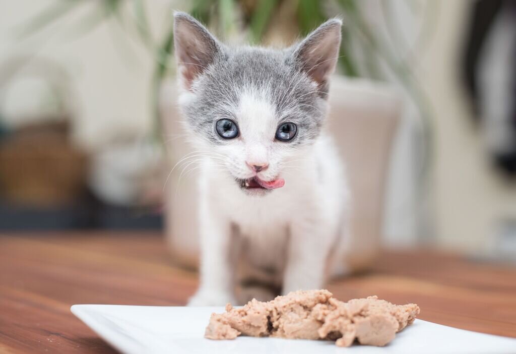 Sau khi cai sữa, mèo mấy tháng ăn được pate?