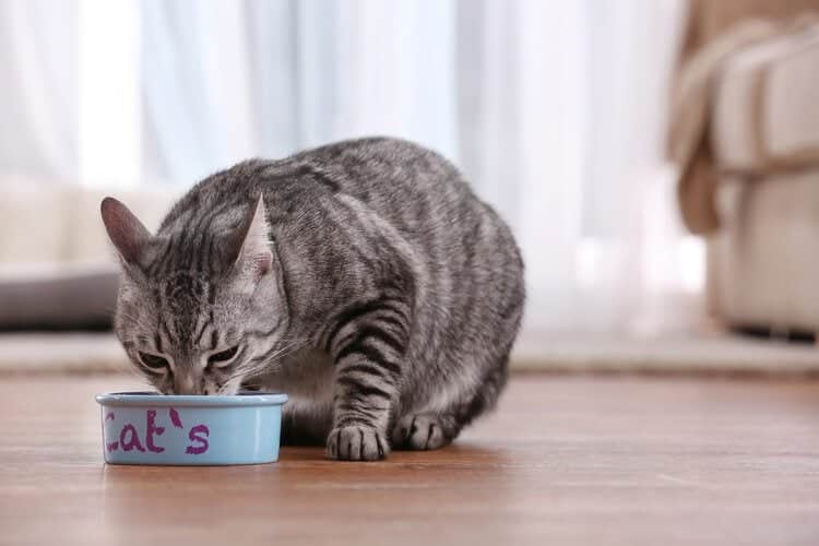 Pate mèo để tủ lạnh được bao lâu vẫn giữ trọn dinh dưỡng?