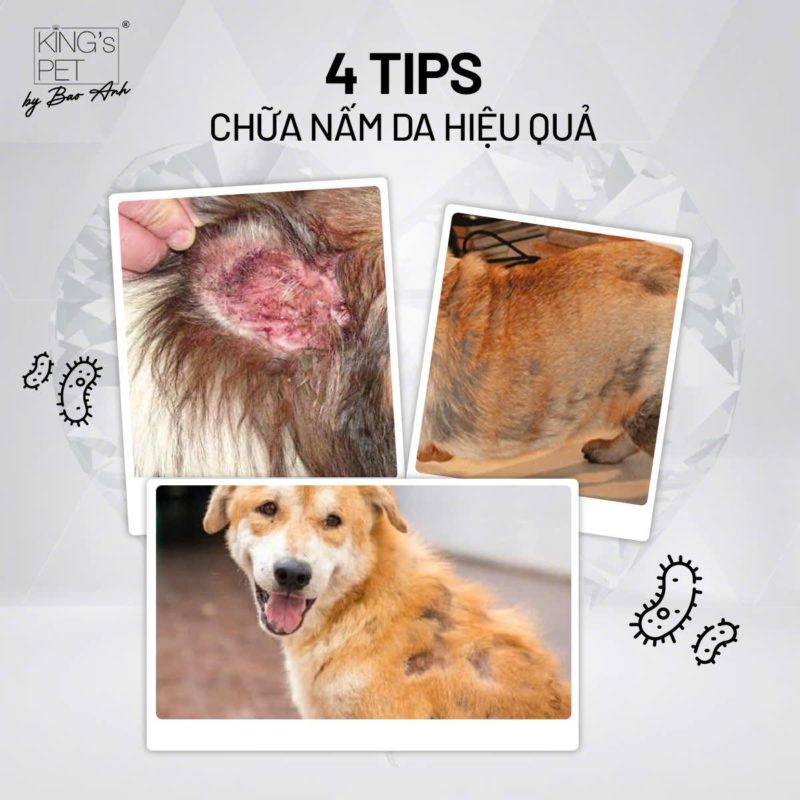 4 tips chữa nấm da ở chó mèo hiệu quả