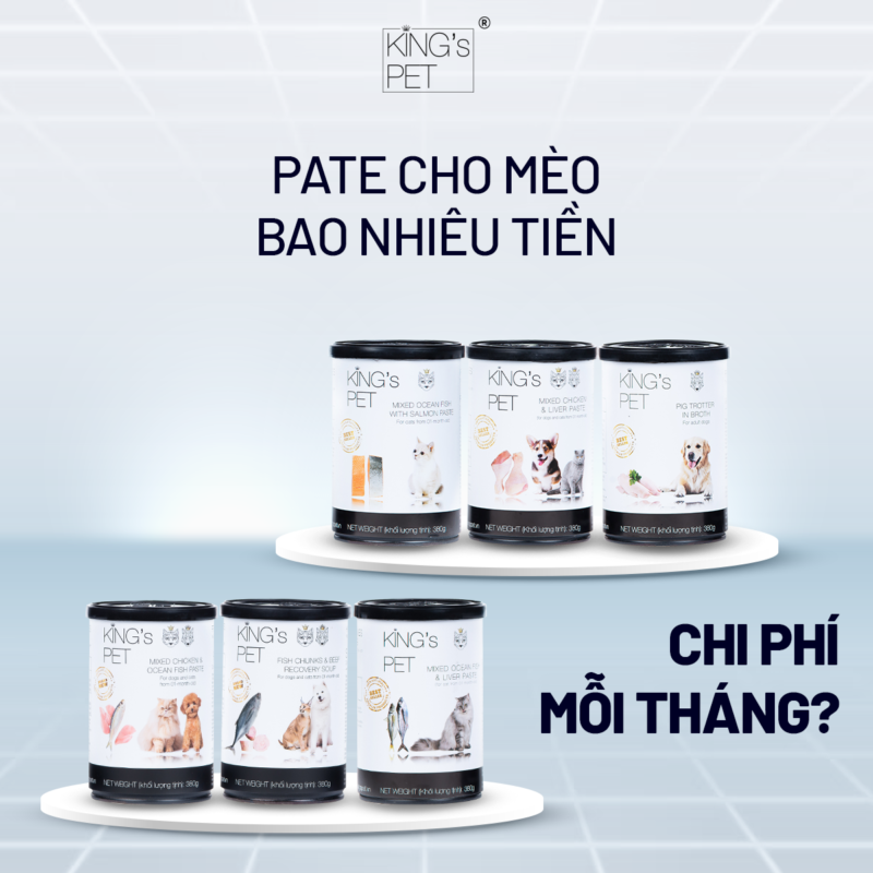 Pate cho mèo bao nhiêu tiền - Tốn nhiều chi phí mỗi tháng không?