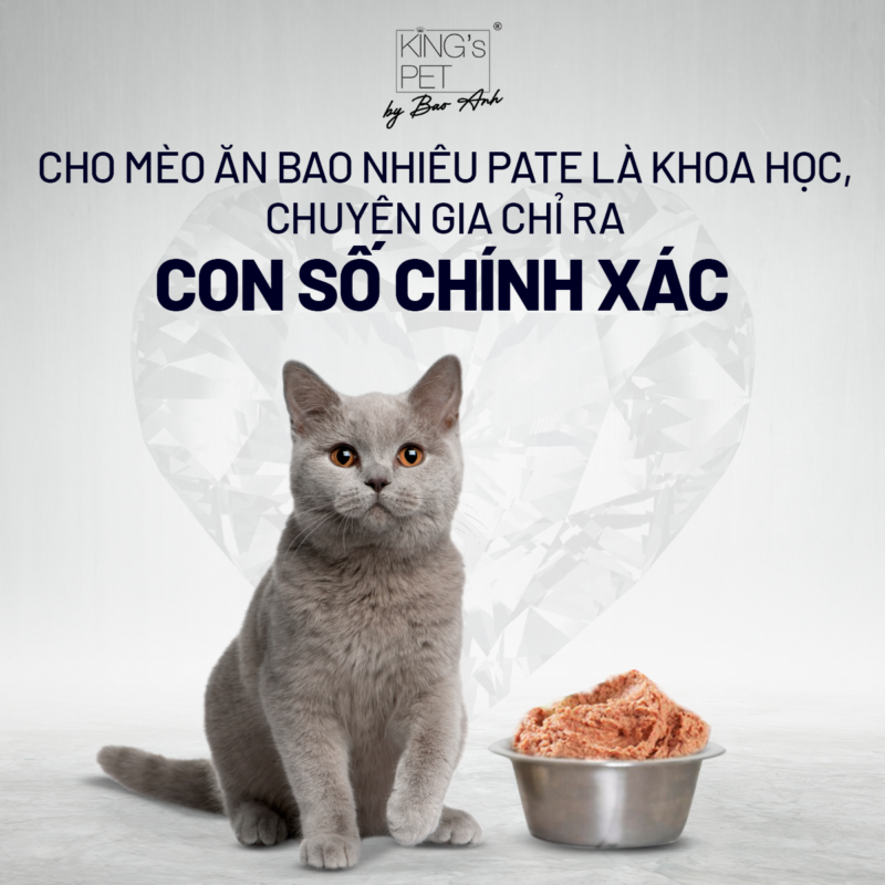 Cho mèo ăn bao nhiêu pate là khoa học, chuyên gia chỉ ra CON SỐ CHÍNH XÁC