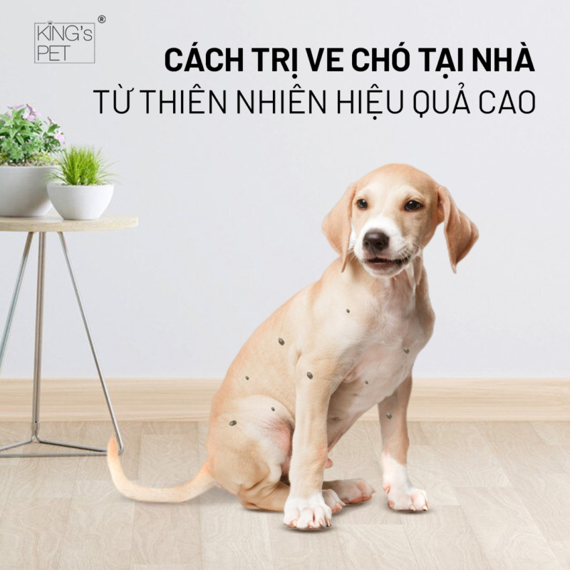 Cách trị ve chó tại nhà từ thiên nhiên hiệu quả cao