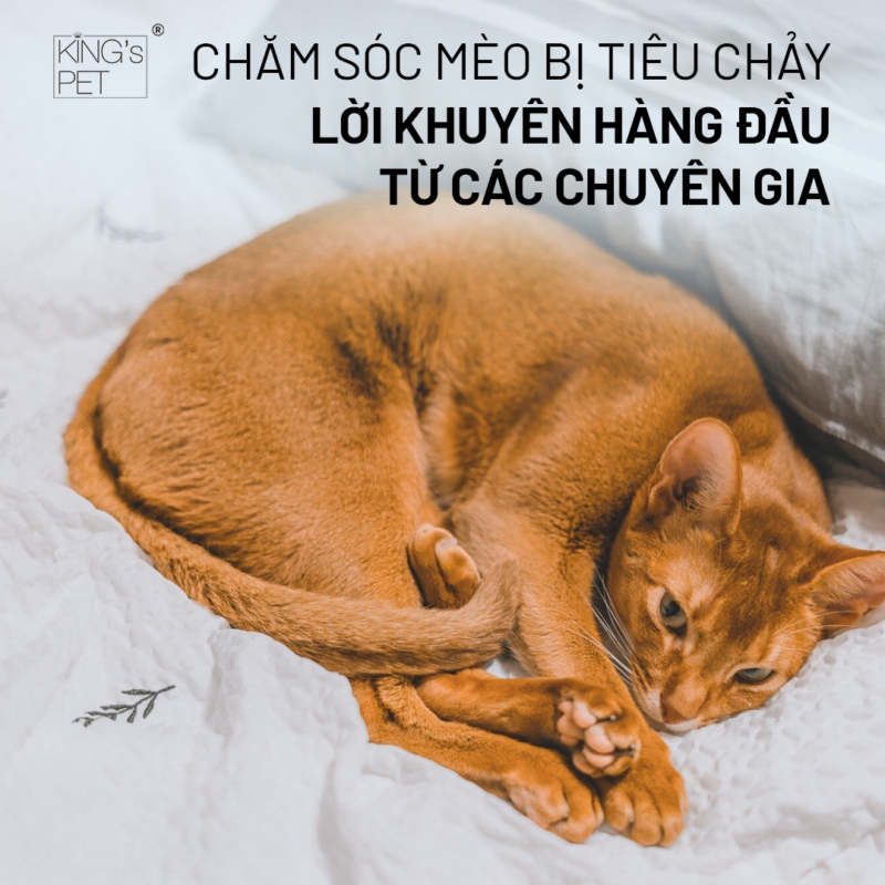 Chăm sóc mèo bị tiêu chảy: Lời khuyên hàng đầu từ các chuyên gia