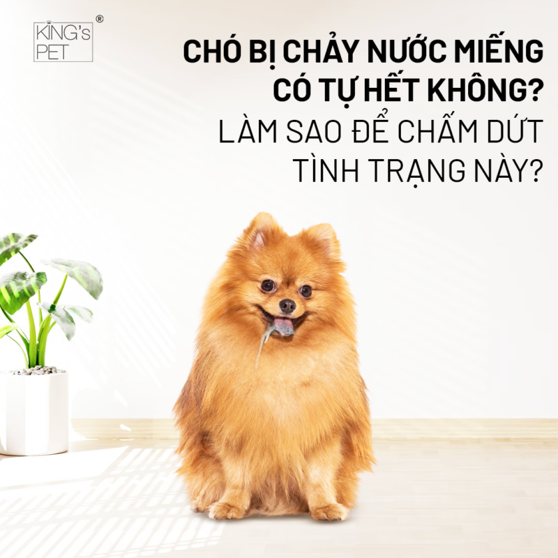 Chó bị chảy nước miếng có tự hết không? Làm sao ngăn ngừa tình trạng này