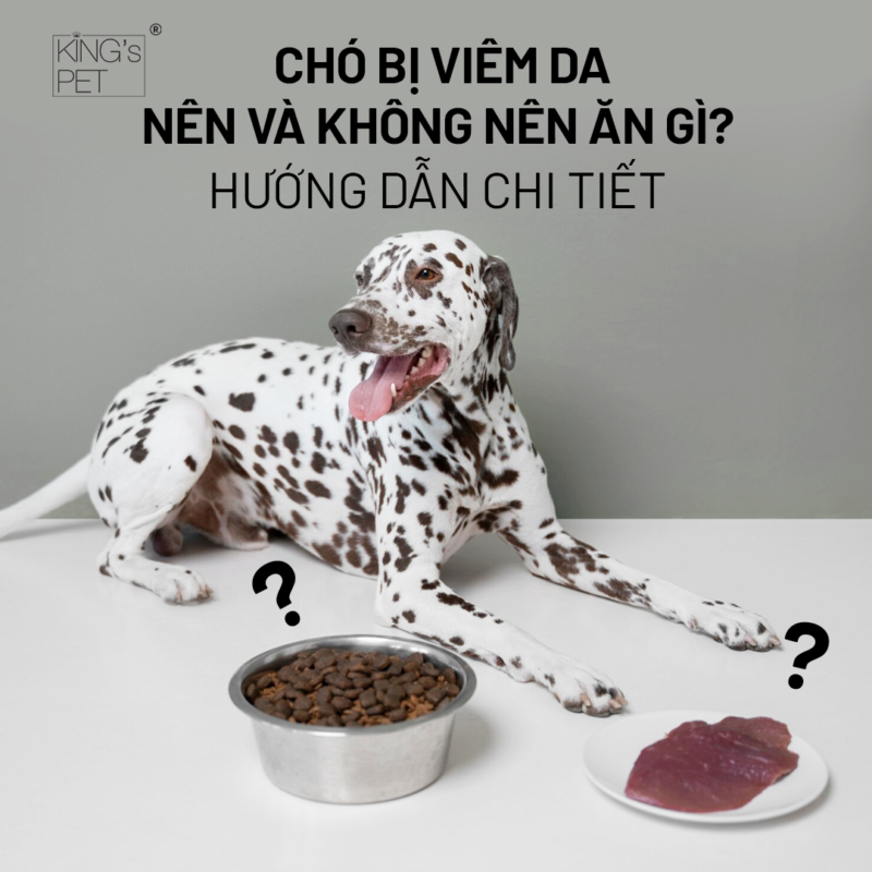 Chó bị viêm da nên và không nên ăn gì? Hướng dẫn Sen chi tiết