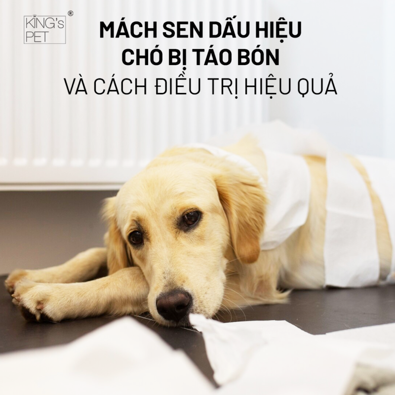 Mách Sen dấu hiệu chó bị táo bón và cách điều trị hiệu quả