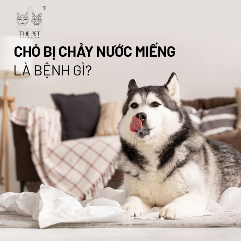 Chó bị chảy nước miếng là bệnh gì?