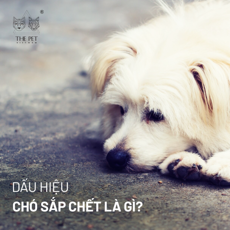 Cùng King's Pet tìm hiểu ngay những dấu hiệu chó sắp chết dễ nhận biết nhất.