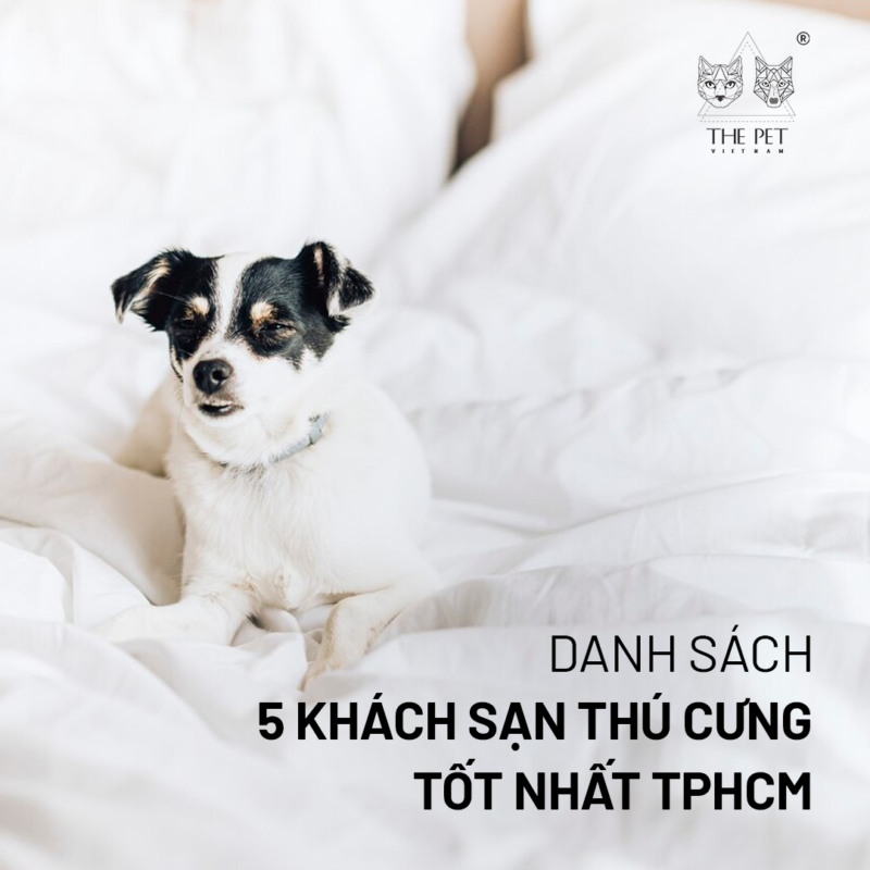 Mẹo lựa chọn khách sạn thú cưng sang xịn mịn