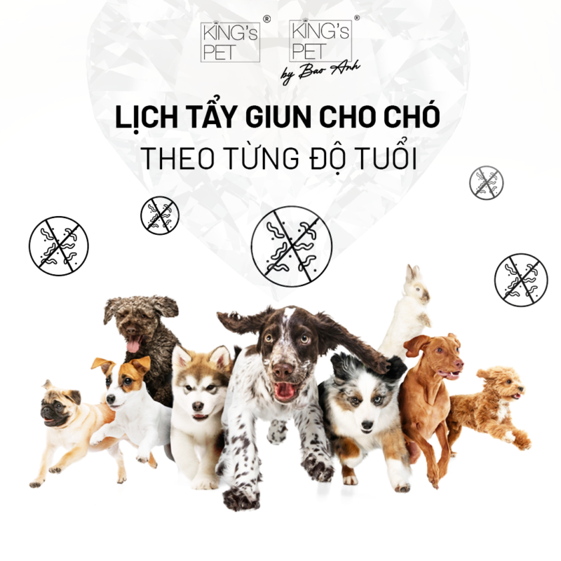 Cùng King's Pet tham khảo ngay lịch tẩy giun cho chó mèo theo từng độ tuổi và chế độ dinh dưỡng hoàn chỉnh cho chó mèo.