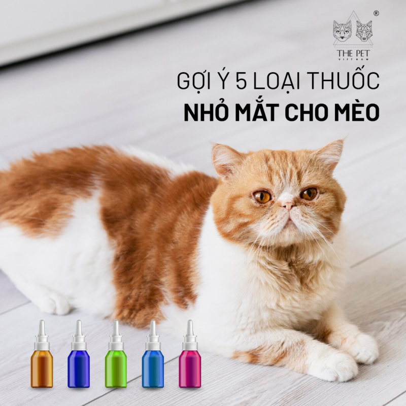 Gợi ý 5 loại thuốc nhỏ mắt cho mèo tốt nhất hiện nay