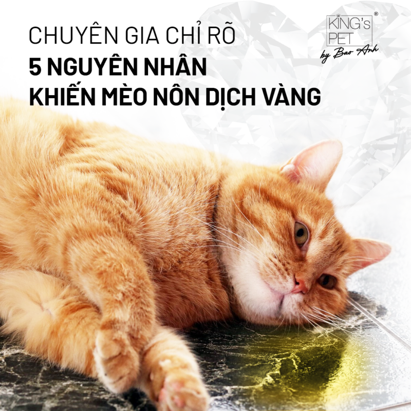 Chuyên gia chỉ rõ 5 nguyên nhân khiến mèo nôn dịch vàng