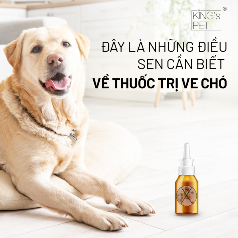 Nuôi cún cưng mang đến vô vàn niềm vui, nhưng song song với đó là trách nhiệm chăm sóc đòi hỏi sự tận tâm và kiến thức.Một trong những thử thách thường gặp trong hành trình này là việc đối phó với ve chó - “kẻ thù” nhỏ bé nhưng cực kỳ đáng gờm. Nếu không xử lý kịp thời, chúng không chỉ gây hại cho sức khỏe của chú chó mà còn ảnh hưởng đến cả gia đình bạn.Chính vì vậy, việc lựa chọn thuốc trị ve chó hiệu quả là yếu tố quan trọng để bảo vệ cún yêu và duy trì môi trường sống an toàn. Trong bài viết này, hãy cùng khám phá những điều Sen cần biết về thuốc trị ve chó, để hành trình chăm sóc cún luôn trọn vẹn yêu thương và niềm vui!