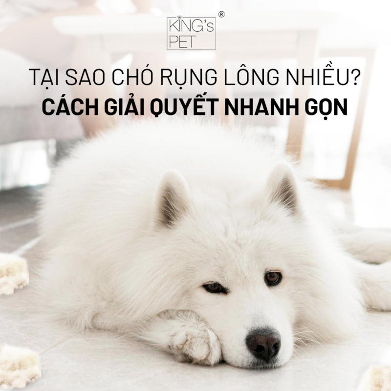 Tại sao chó rụng lông nhiều, cách hữu dụng để ngăn ngừa?