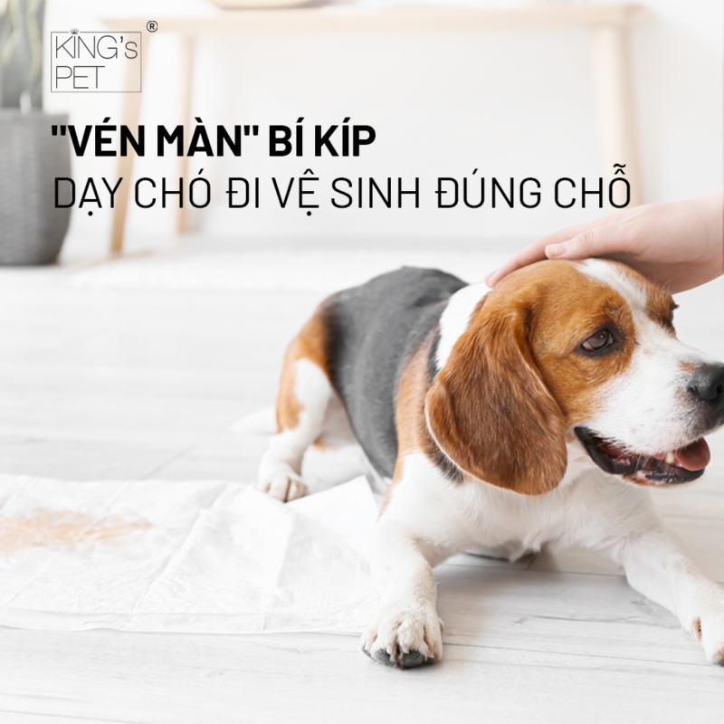 "Vén màn" bí kíp dạy chó đi vệ sinh đúng chỗ