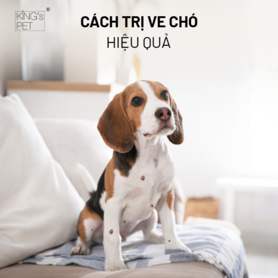 Cách trị ve chó