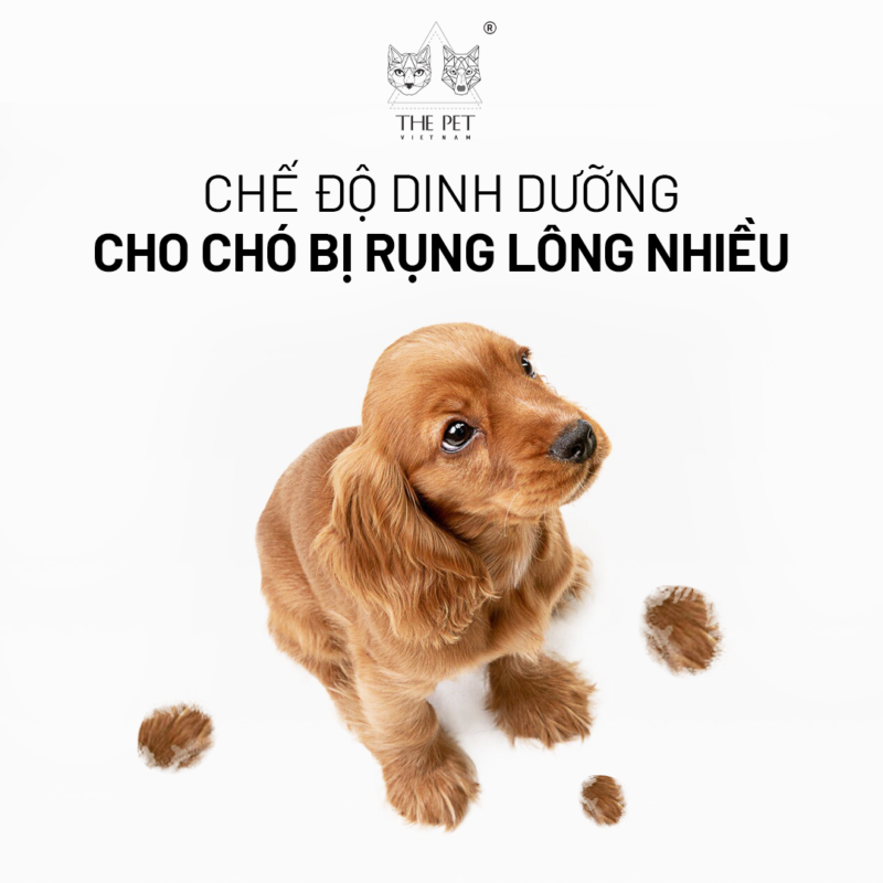 Chế độ dinh dưỡng cho chó rụng lông nhiều