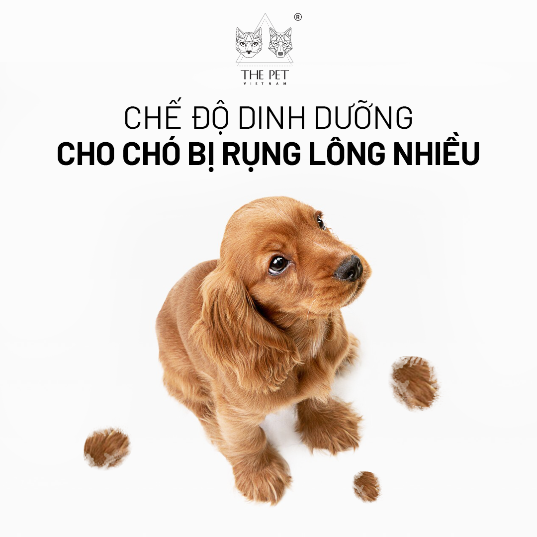 Chế độ dinh dưỡng cho chó rụng lông nhiều - King's Pet Vietnam