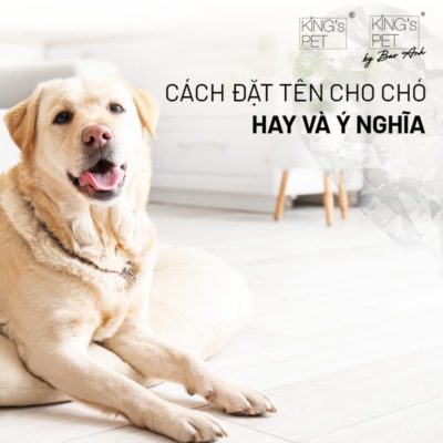 Cách đặt tên cho chó hay và ý nghĩa