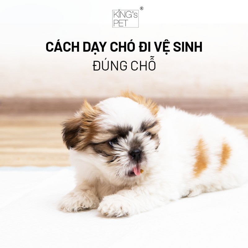 Dạy chó đi vệ sinh đúng chỗ: Dấu hiệu chó muốn đi vệ sinh 