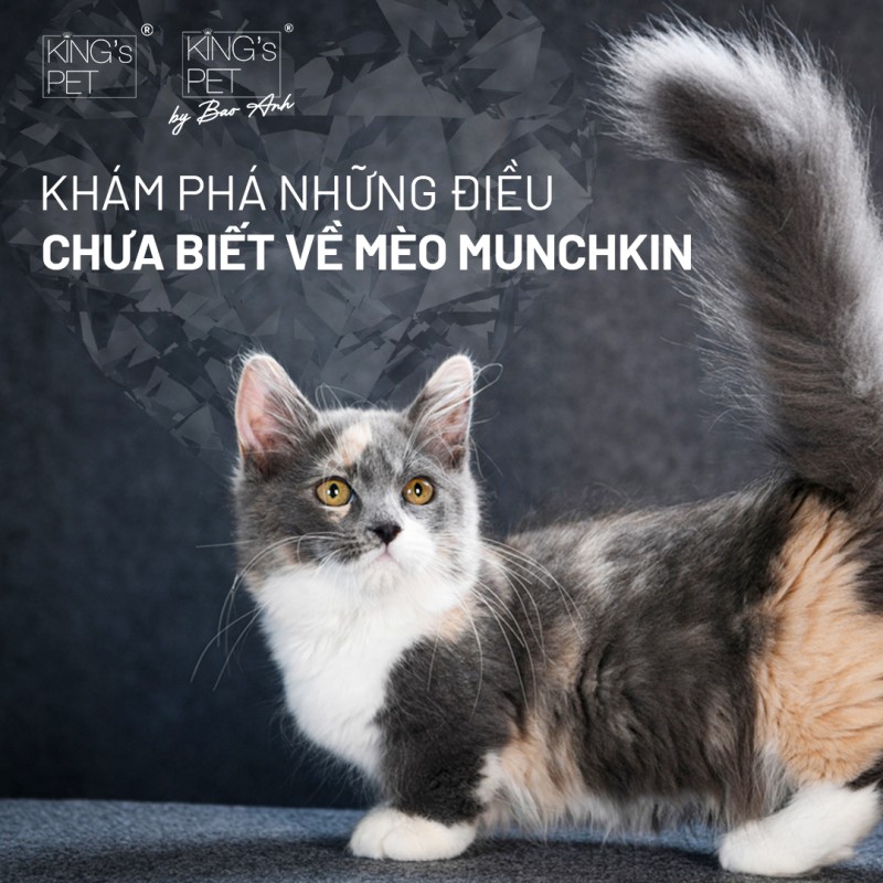 Khi nhắc đến mèo chân ngắn, hình ảnh đầu tiên xuất hiện trong tâm trí nhiều người chắc chắn là đôi chân ngắn dễ thương của chúng.