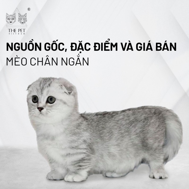 Cập nhật giá mèo chân ngắn Munchkin năm 2024