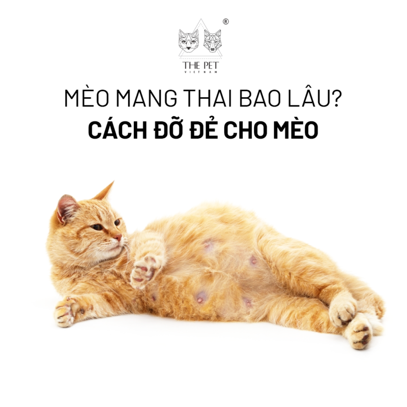 Mèo mang thai bao lâu thì sinh con?