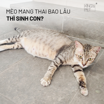 Mèo mang thai bao lâu? Cách đỡ đẻ cho mèo