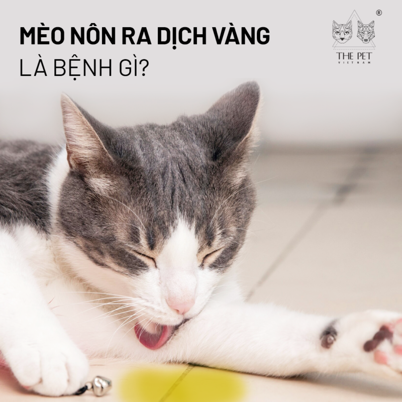 Mèo nôn ra dịch vàng là bệnh gì?