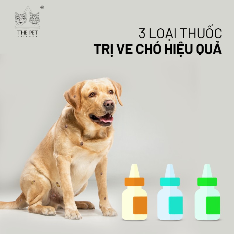 Review 3 loại thuốc trị ve chó hiệu quả