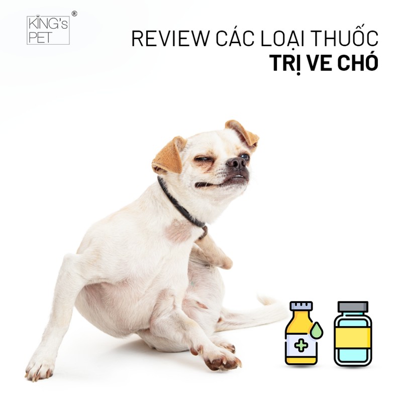 Review các loại thuốc trị ve chó tốt nhất hiện nay 