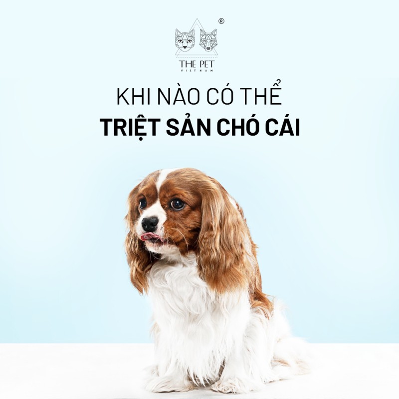 Khi nào có thể triệt sản chó cái?