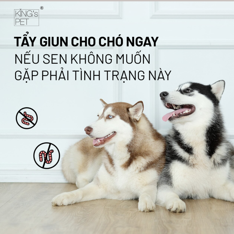 Tẩy giun cho chó ngay, nếu Sen không muốn gặp phải tình trạng này