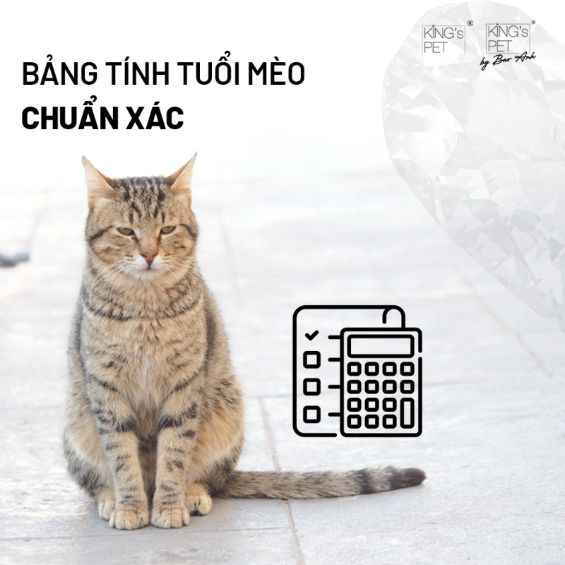 bảng tính tuổi mèo