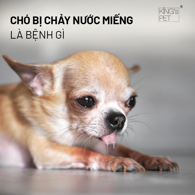 Những Nguyên Nhân Khiến Chó Bị Chảy Nước Miếng