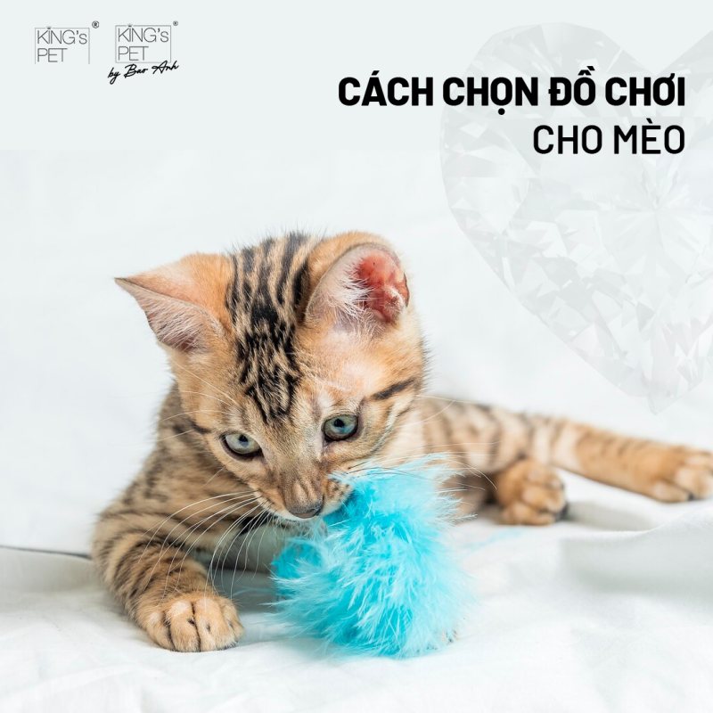 Gợi Ý Cách Chọn Đồ Chơi Cho Mèo