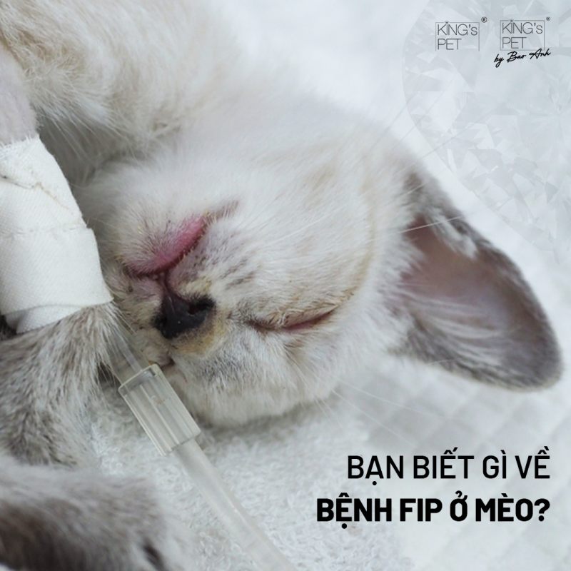 bệnh fip ở mèo