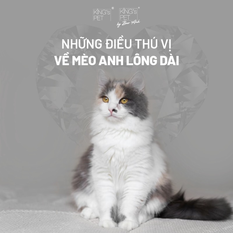 Những điều thú vị về mèo anh lông dài