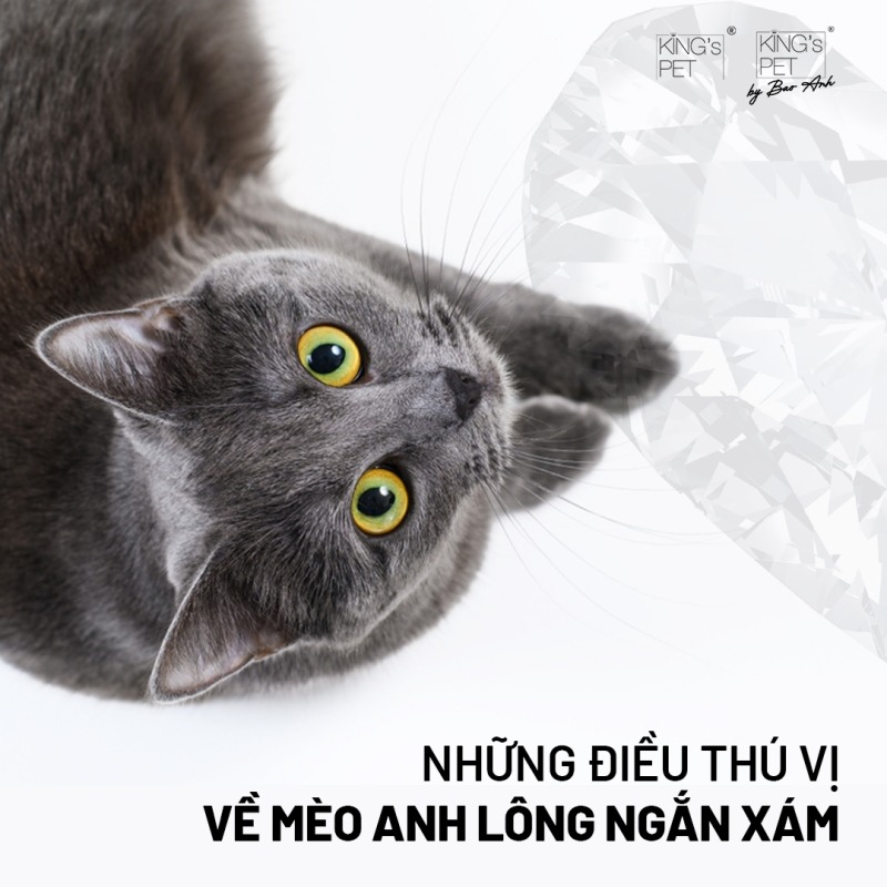 Những điều thú vị về Mèo anh lông ngắn xám