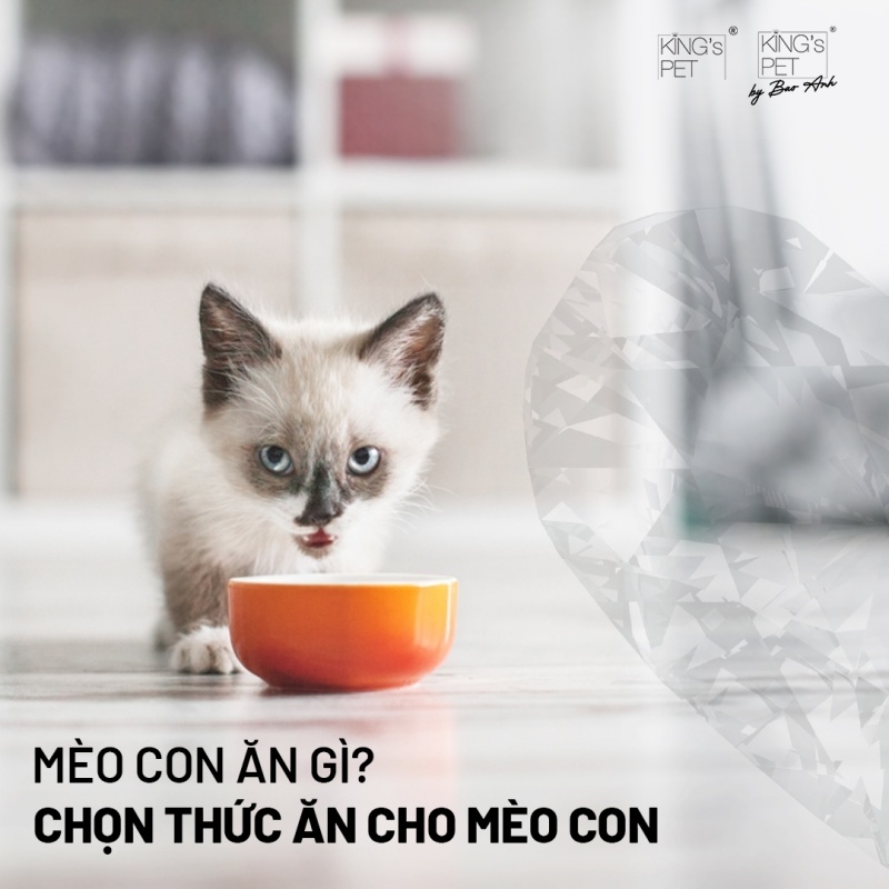 Mèo con có nhu cầu dinh dưỡng khác biệt so với mèo trưởng thành, đặc biệt trong những tháng đầu đời.