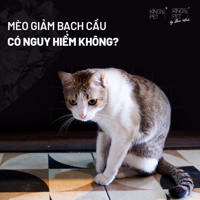 Mèo giảm bạch cầu có chữa được không?