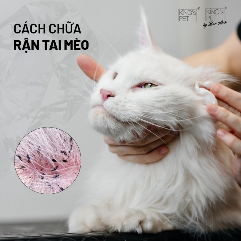 Cách chữa rận tai mèo hiệu quả