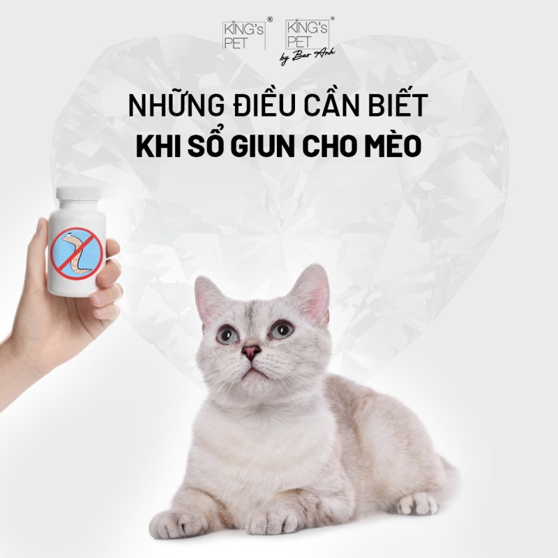 Những điều cần biết khi sổ giun cho mèo