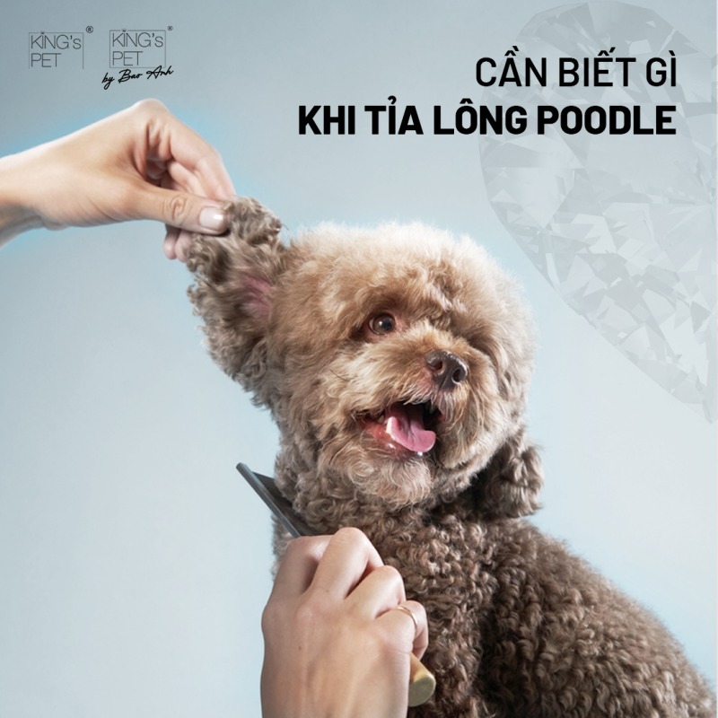 Những điều cần biết khi cắt tỉa lông chó Poodle