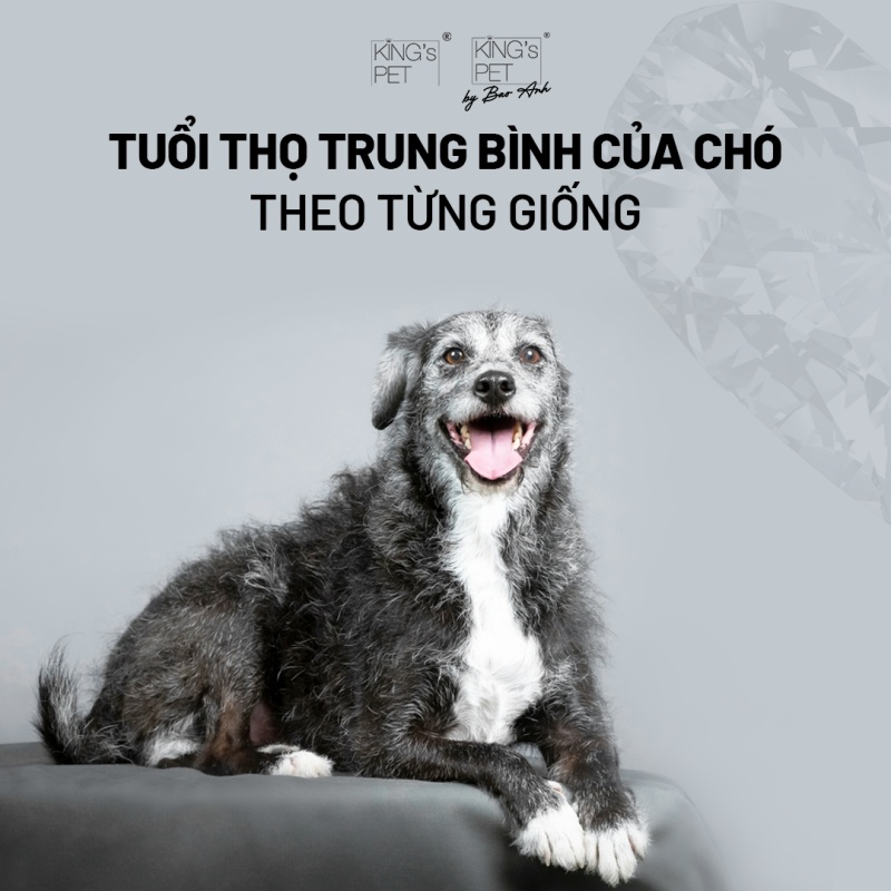 Tuổi thọ của chó