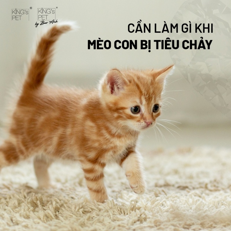 Cần làm gì khi mèo con bị tiêu chảy?