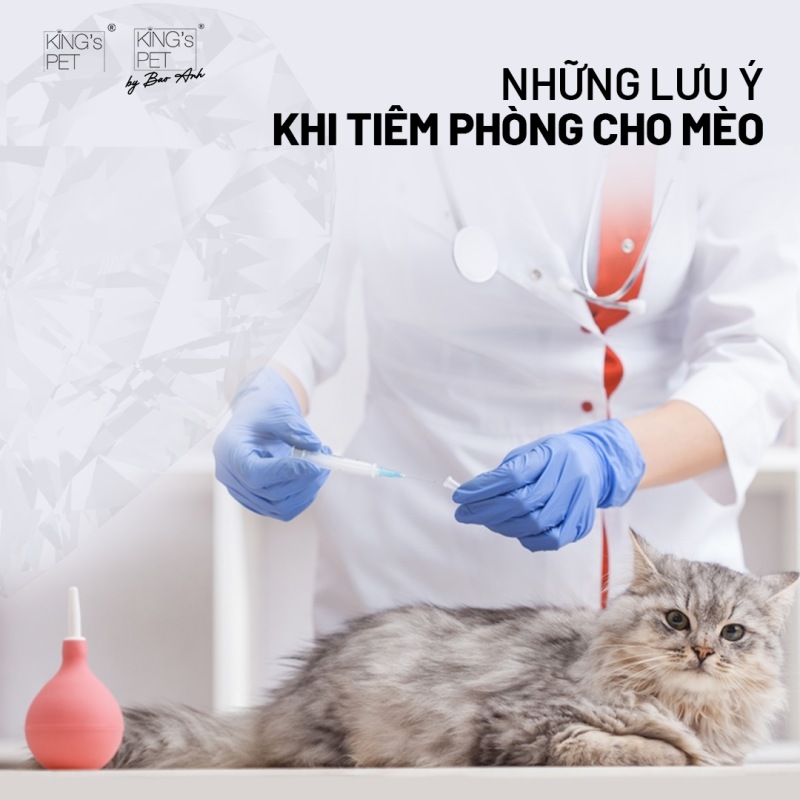 Những lưu ý khi tiêm phòng cho mèo