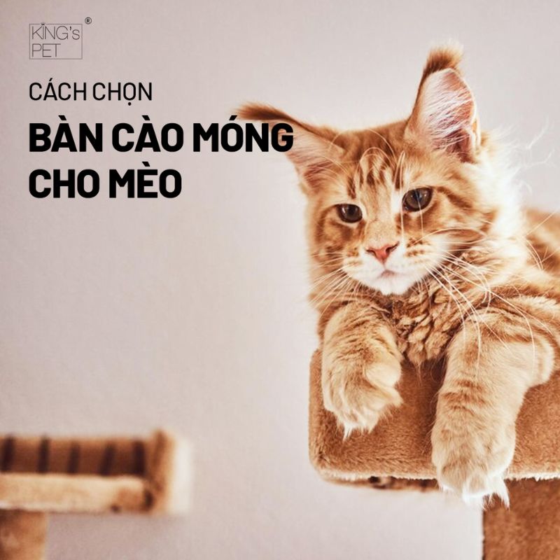 Tham khảo cách chọn bàn cào móng cho mèo chất lượng.