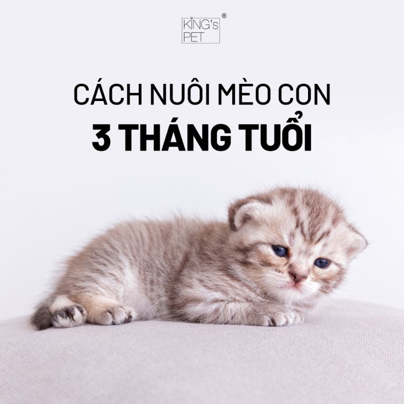 Cách nuôi mèo con 3 tháng tuổi đúng chuẩn cần lưu ý.